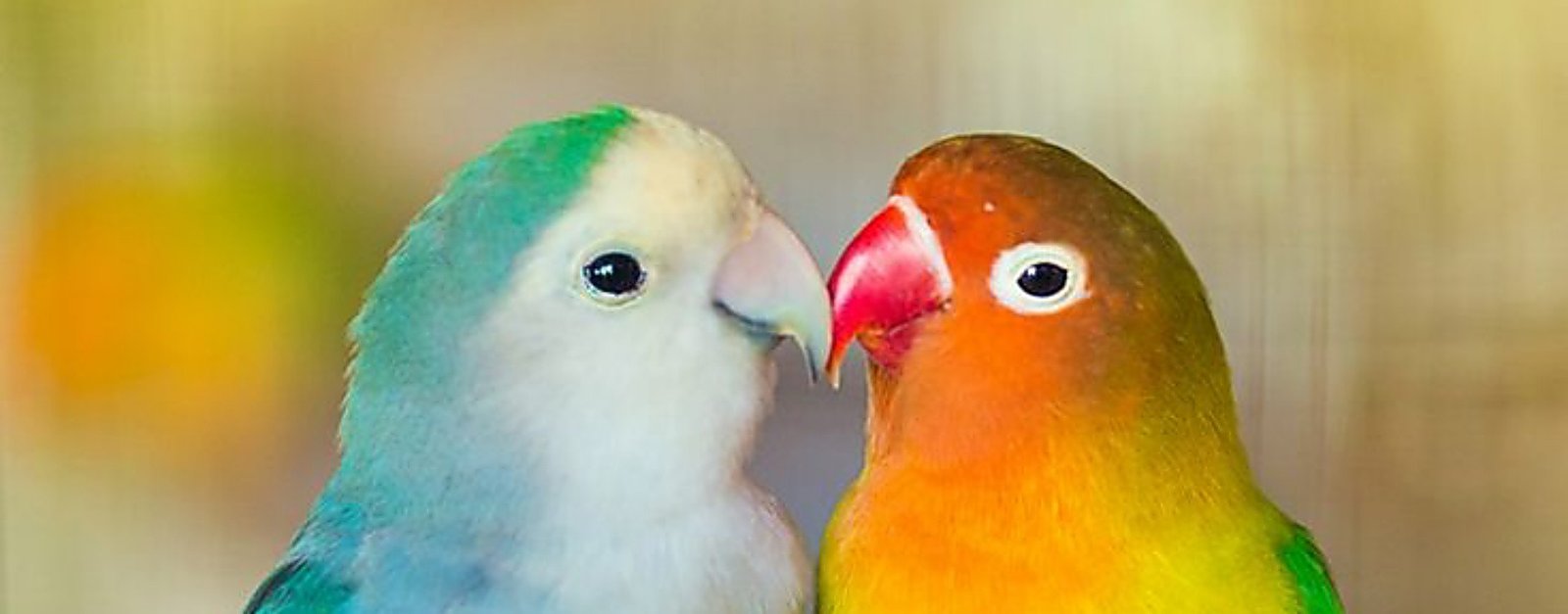 PÁJAROS