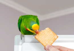 ¿SON LAS GALLETAS BUENAS PARA LOS PÁJAROS?