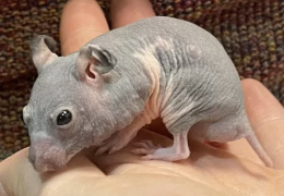 EL HÁMSTER HAIRLESS
