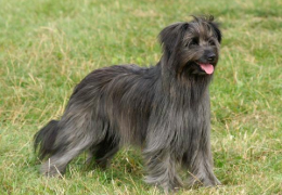 EL PERRO PASTOR DE LOS PIRINEOS DE PELO LARGO