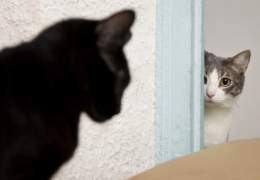 EL DUELO EN LOS GATOS