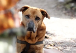 SÍNTOMAS DE DEPRESIÓN EN LOS PERROS