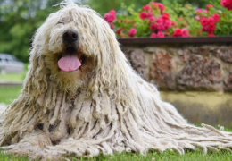 EL KOMONDOR
