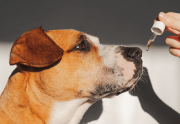 LOS BENEFICIOS DEL CBD EN LOS PERROS