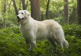 EL KUVASZ