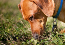 ¿POR QUÉ MI PERRO SE COME SU CACA?