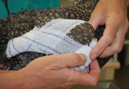 MI PÁJARO SE HA ROTO UN ALA