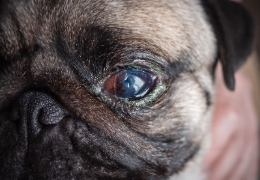 TRASTORNOS OCULARES EN LOS PERROS