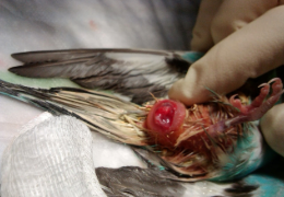RETENCIÓN DE HUEVOS EN LAS AVES PEQUEÑAS