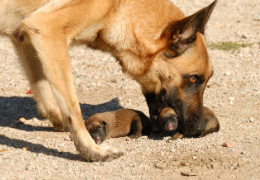 DIFERENCIAS CONDUCTUALES EN LAS PERRAS CON CACHORROS