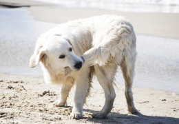COMPORTAMIENTOS COMPULSIVOS EN LAS MASCOTAS