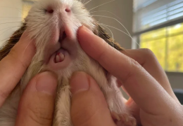 MI COBAYA SE HA ROTO LOS DIENTES