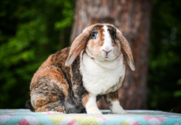 EL CONEJO MINI PLUSH LOP