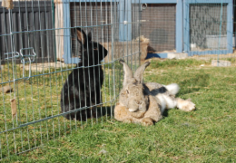 MIS CONEJOS SE PELEAN