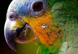 TIPOS DE PICOS EN LOS PÁJAROS