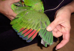 ¿HAY QUE CORTARLES LAS ALAS A LOS LOROS?