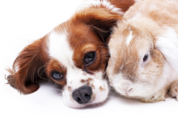 ¿POR QUÉ UN ANIMAL PROVENIENTE DE UN CRIADOR ÉTICO NO ES BARATO?