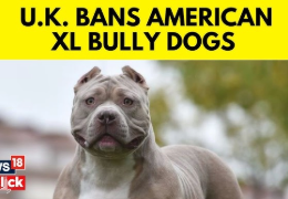 LA PROHIBICIÓN DEL AMERICAN BULLY XL EN EL REINO UNIDO