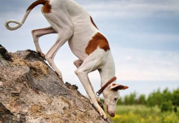 ¿UNA RAZA CANINA QUE PODRÍA SER INMUNE A LA LEISHMANIA?