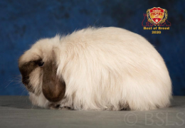 EL CONEJO CASHMERE LOP