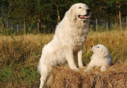 EL PERRO PASTOR DE MAREMMA Y DE LOS ABRUZOS