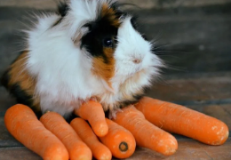 ¿POR QUÉ MI COBAYA NO QUIERE COMER?