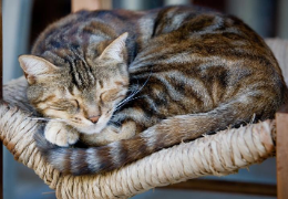 LOS CUIDADOS DEL GATO ANCIANO