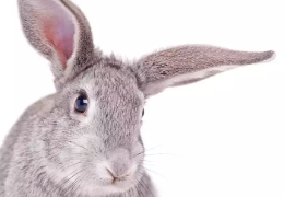¿A LOS CONEJOS SE LES VACUNA DE LA RABIA?
