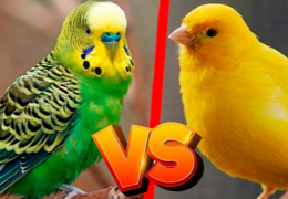 PERIQUITO VS CANARIO