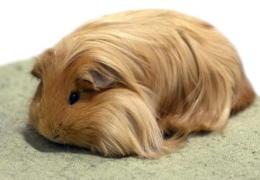 LA COBAYA SHELTIE