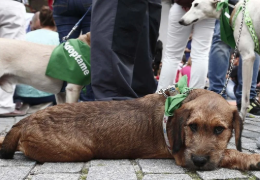 ¿PODEMOS SOLTAR DURANTE EL PASEO A UN PERRO RECIÉN ADOPTADO?