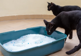 ¿CÓMO ENSEÑAR A MI GATO A USAR EL ARENERO?