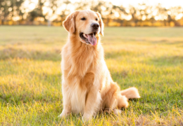 ¿QUÉ DOCUMENTOS DEBE TENER UN PERRO?