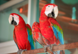 LA LONGEVIDAD DE LOS LOROS