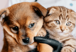 DIABETES EN PERROS Y GATOS