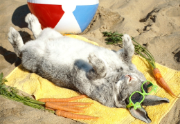 CONSECUENCIAS DEL CALOR EN LOS CONEJOS