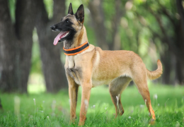 EL PASTOR BELGA MALINOIS