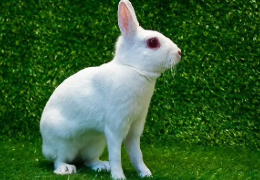 EL CONEJO ENANO POLISH