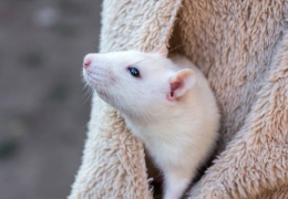 10 MITOS SOBRE LAS RATAS