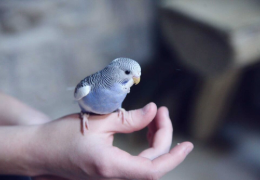 ¿LOS PÁJAROS PUEDEN SER MASCOTAS CARIÑOSAS?