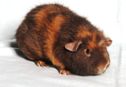 LA COBAYA REX