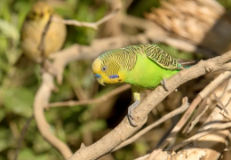 ¿POR QUÉ LAS AVES DOMÉSTICAS NO PUEDEN VIVIR EN LIBERTAD?