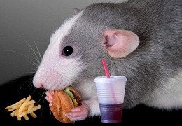 ¿QUÉ TIENE QUE COMER MI RATA?