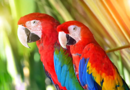 ¿COMO SEXAR A MI LORO?