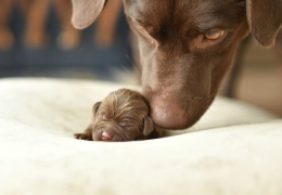 EL SÍNDROME DEL CACHORRO ÚNICO