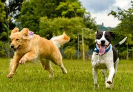 INCONVENIENTES MÉDICOS DE CASTRAR A TU PERRO DEMASIADO PRONTO