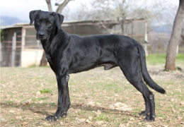 EL PERRO PASTOR MALLORQUÍN