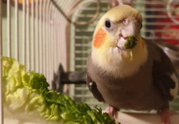 VERDURAS RECOMENDADAS PARA LAS AVES DOMÉSTICAS