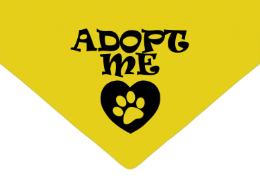 LA IMPORTANCIA DEL ETÓLOGO A LA HORA DE ADOPTAR UN PERRO