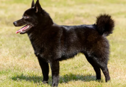 EL SCHIPPERKE